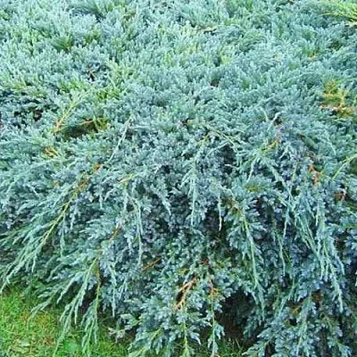 Можжевельник БЛЮ КАРПЕТ чешуйчатый  Можжевельник БЛЮ КАРПЕТ чешуйчатый в Коломне