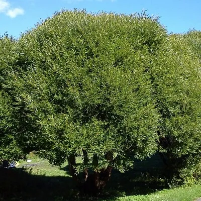 Ива ломкая  в Коломне