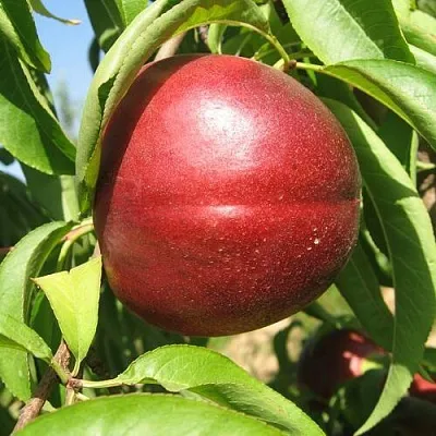 Нектарин ФАНТАЗИЯ в Коломне