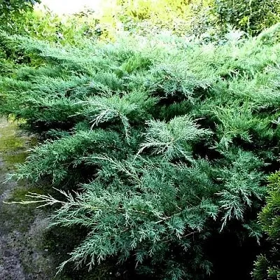 Можжевельник ПФИТЦЕРИАНА ГЛАУКА средний  Можжевельник ПФИТЦЕРИАНА ГЛАУКА средний в Коломне