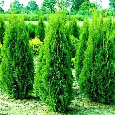 Туя ВИДМАНТ западная  Туя ВИДМАНТ западная в Коломне