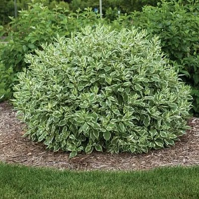 Дерен ЭЛЕГАНТИССИМА белый  Дерен ЭЛЕГАНТИССИМА белый в Коломне