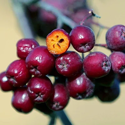 Рябина сладкоплодная  Рябина сладкоплодная в Коломне