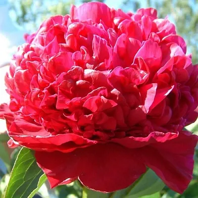 Пион ИНСПЕКТОР ЛАВЕРН травянистый  Пион ИНСПЕКТОР ЛАВЕРН травянистый в Коломне