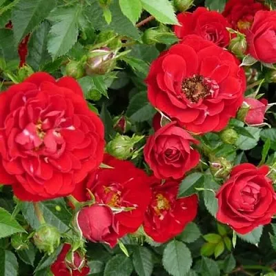 Саженцы роз РЕД КАСКАД почвопокровная в Коломне