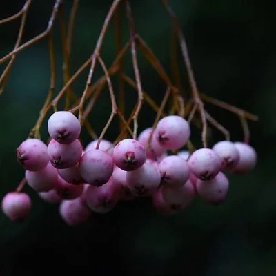 Рябина ПЕКИНСКАЯ сладкоплодная в Коломне