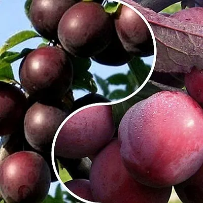 Комплект ИЗЮМИНКА САДА в Коломне