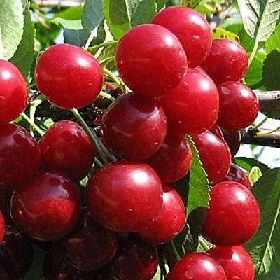 Вишня ГЛУБОКСКАЯ  Вишня ГЛУБОКСКАЯ в Коломне