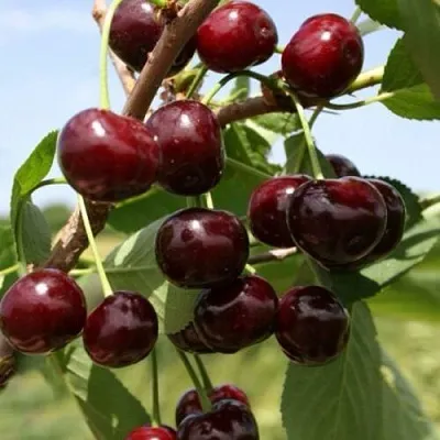 Вишня ГРИОТ БЕЛОРУССКИЙ  Вишня ГРИОТ БЕЛОРУССКИЙ в Коломне