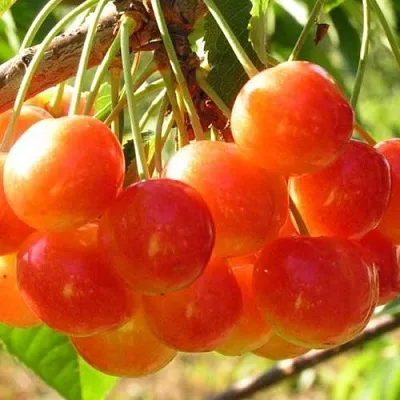 Черешня СОПЕРНИЦА  Черешня СОПЕРНИЦА в Коломне