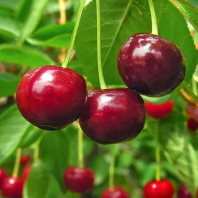 Вишня УЙФЕХЕРТОЙ ФЮРТОШ  Вишня УЙФЕХЕРТОЙ ФЮРТОШ в Коломне