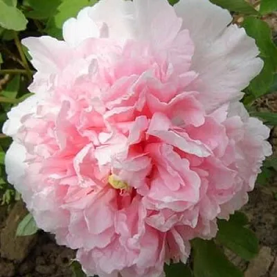 Пион БУКЕТ РОЗОВЫХ ГВОЗДИК древовидный  Пион БУКЕТ РОЗОВЫХ ГВОЗДИК древовидный в Коломне