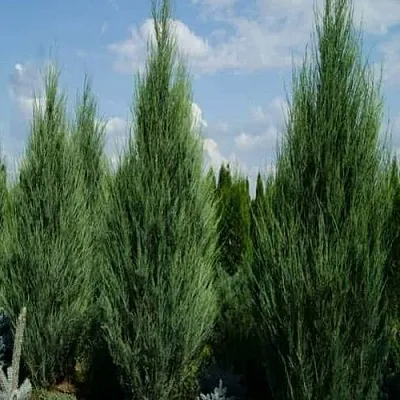 Можжевельник СКАЙРОКЕТ скальный  Можжевельник СКАЙРОКЕТ скальный в Коломне