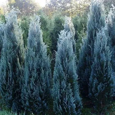 Кипарисовик ДАРТС БЛЮ РИББОН лавсона  Кипарисовик ДАРТС БЛЮ РИББОН лавсона в Коломне