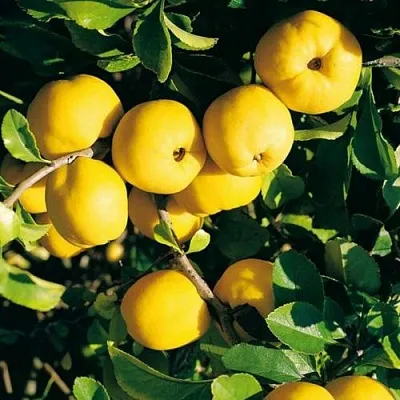 Айва ЦЕЗАРЬ в Коломне