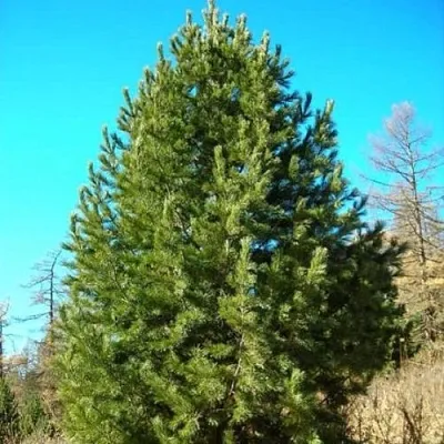Сосна кедровая сибирская  Сосна кедровая сибирская в Коломне