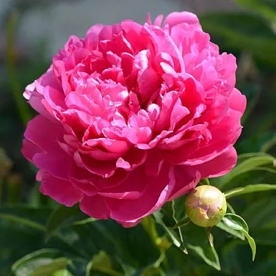 Пион БУШЕЛА травянистый  Пион БУШЕЛА травянистый в Коломне