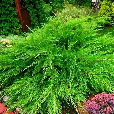 Можжевельник МИНТ ДЖУЛЕП средний  Можжевельник средний Mint Julep (МИНТ ДЖУЛЕП) в Коломне