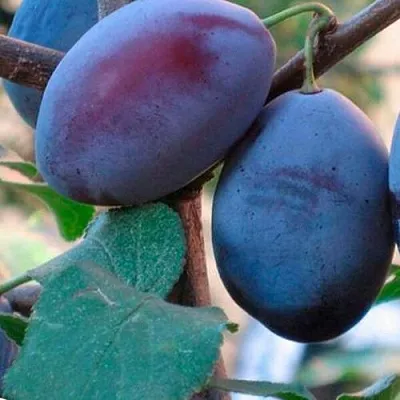 Слива СМОЛИНКА  Слива СМОЛИНКА в Коломне