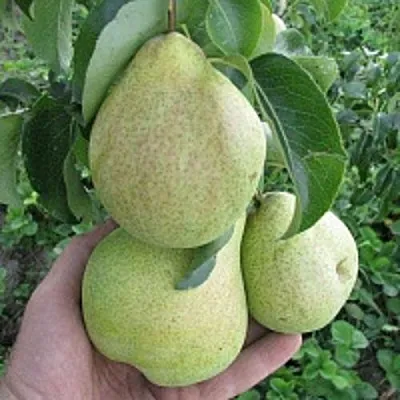 Груша КУДЕСНИЦА в Коломне