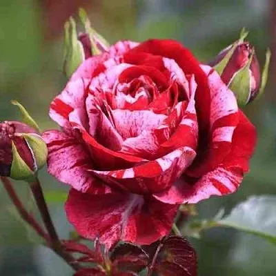 Саженцы роз ДИП ИМПРЕШН флорибунда в Коломне