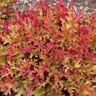 Гейхера МАРМЕЛАД в Коломне