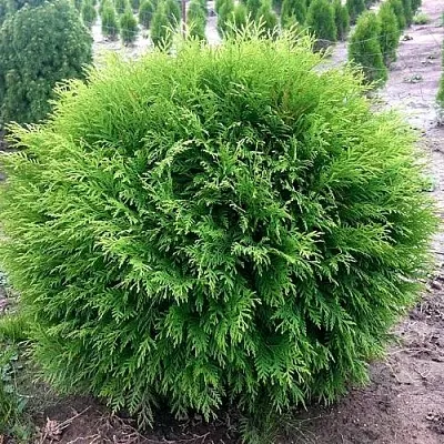 Туя ЛИТЛ ЧЕМПИОН западная  Туя ЛИТЛ ЧЕМПИОН западная в Коломне