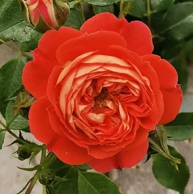 Саженцы роз СТАРЛЕТ РОУЗ КАРМЕН плетистая  Саженцы роз СТАРЛЕТ РОУЗ КАРМЕН плетистая в Коломне