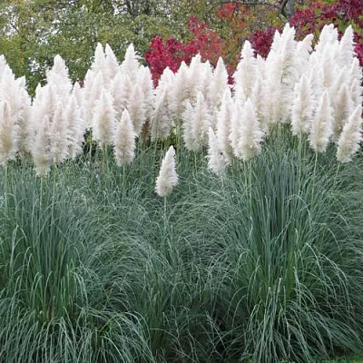 Кортадерия белая (пампасная трава) в Коломне