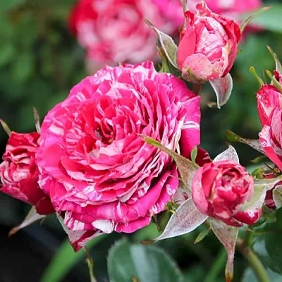 Саженцы роз АРРОУ ФОЛИЕС спрей  Саженцы роз АРРОУ ФОЛИЕС спрей в Коломне