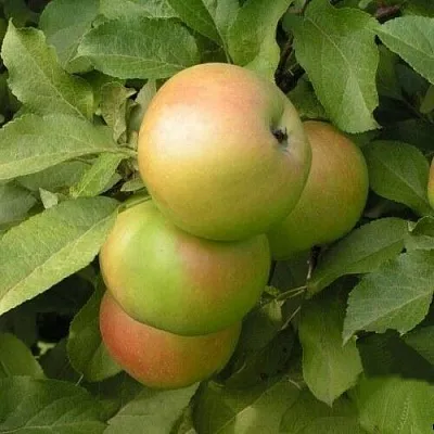 Яблоня ВЕРБНОЕ в Коломне