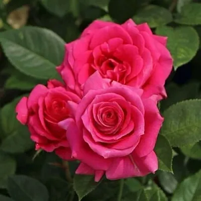 Саженцы роз ЛАВ ЛЕТТЕР флорибунда  Саженцы роз ЛАВ ЛЕТТЕР флорибунда в Коломне