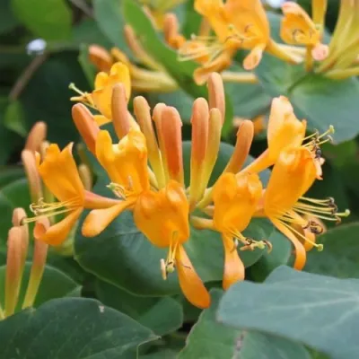 Жимолость ТЕЛЬМАНА в Коломне