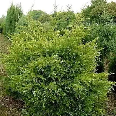 Можжевельник КУРИВАО ГОЛД китайский  Можжевельник КУРИВАО ГОЛД китайский в Коломне