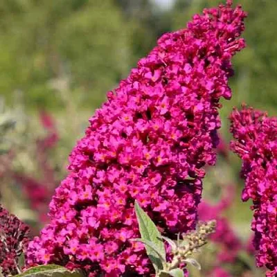 Буддлея давида РОЯЛ РЕД  Буддлея давида РОЯЛ РЕД в Коломне