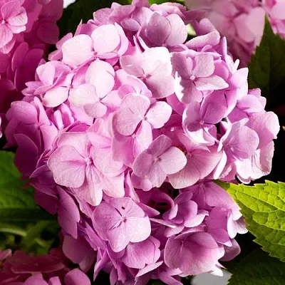 Гортензия БУКЕТ РОУЗ крупнолистная  Гортензия БУКЕТ РОУЗ крупнолистная в Коломне