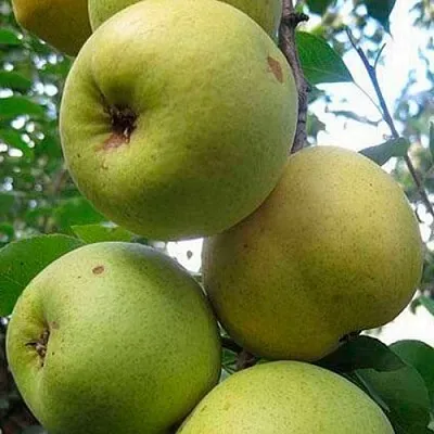 Груша РОГНЕДА  Груша РОГНЕДА в Коломне