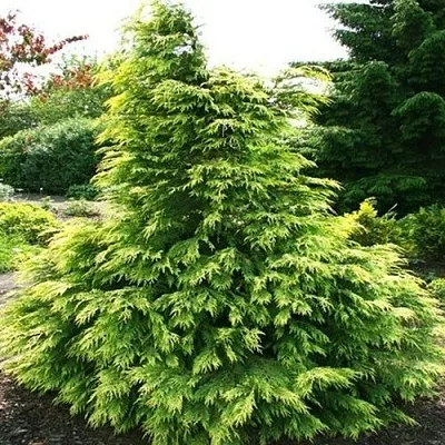 Кипарисовик САНКИСТ лавсона  Кипарисовик САНКИСТ лавсона в Коломне