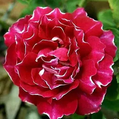 Саженцы роз БАРОН ЖИРО ДЕ ЛЕН ремонтантная в Коломне