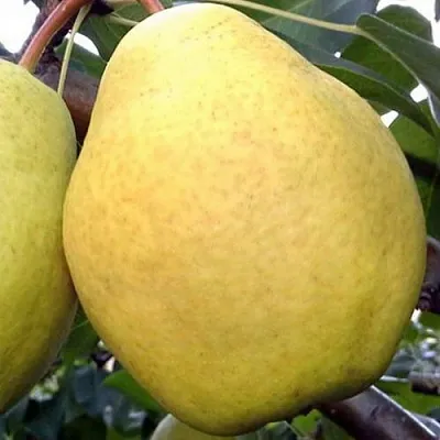 Груша ОСЕННИЙ ВЕЛИКАН  Груша ОСЕННИЙ ВЕЛИКАН в Коломне