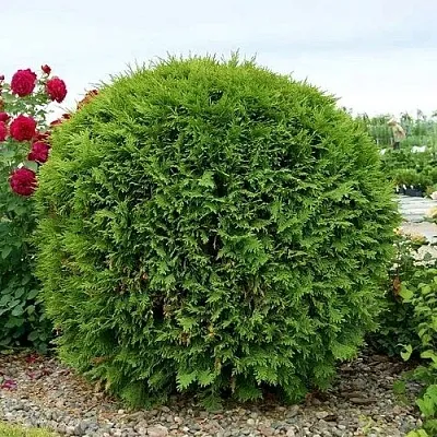 Туя ВУДВАРДИ западная  Туя ВУДВАРДИ западная в Коломне