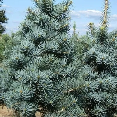 Пихта КОНКОЛОР в Коломне