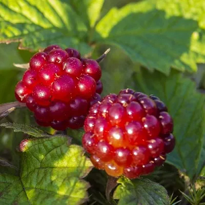 Княженика ЛИНДА  Княженика ЛИНДА в Коломне