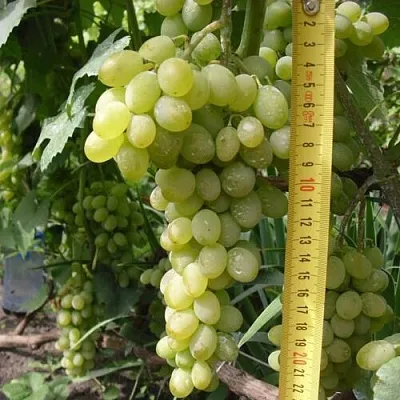 Виноград АНАНАСНЫЙ РАННИЙ  Виноград АНАНАСНЫЙ РАННИЙ в Коломне