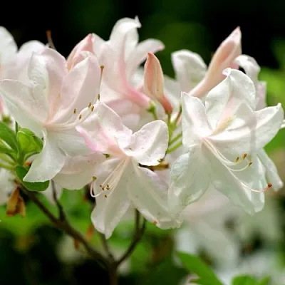 Азалия УАЙТ ЛАЙТС листопадная в Коломне