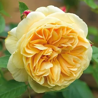 Саженцы роз ТИЗИНГ ДЖОРДЖИЯ английская в Коломне