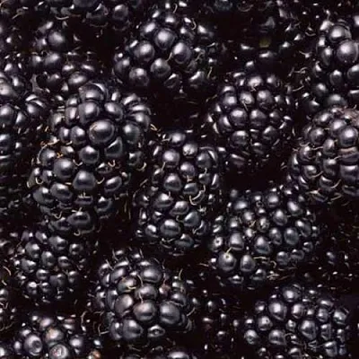 Ежевика ОРКАН бесшипная  Ежевика ОРКАН бесшипная в Коломне