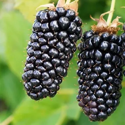 Ежевика КОЛАМБИЯ ГИГАНТ бесшипная  Ежевика КОЛАМБИЯ ГИГАНТ бесшипная в Коломне