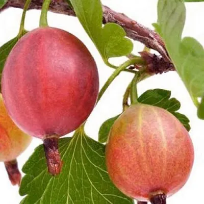 Крыжовник ЯРКИЙ  Крыжовник ЯРКИЙ в Коломне