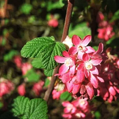 Смородина кроваво-красная ПУЛБОРО СКАРЛЕТ  в Коломне